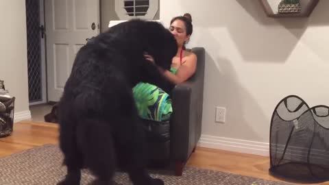 Massive newfoundland thinks he's a lap dog