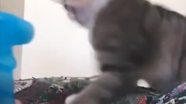 Funny Cute cats moment with owners