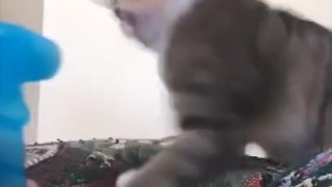 Funny Cute cats moment with owners