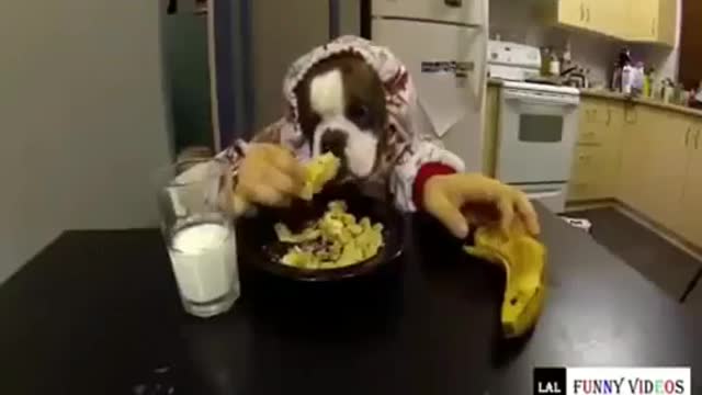 Funny and Interesting Cat & Dog Videos