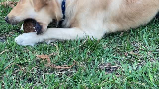 Bo Eating a Coconut