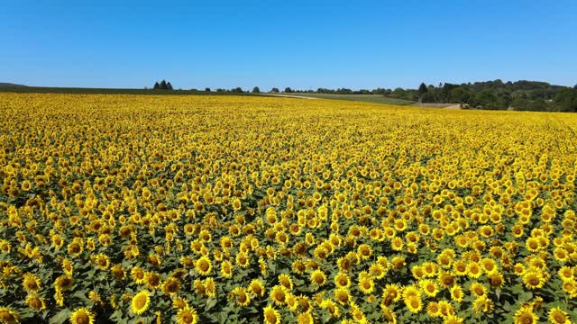 Beautiful Sunflowers