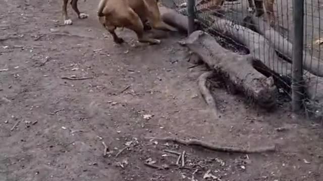 When pitbull team up to fight