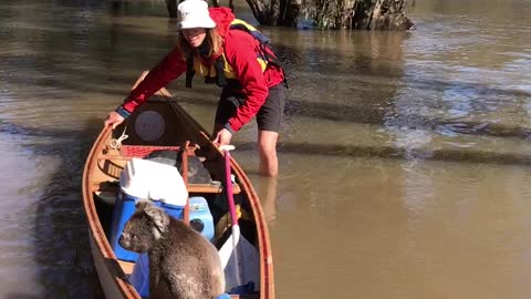 Rescuing a Cute Koala Part 2
