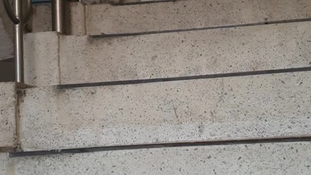 Cat following