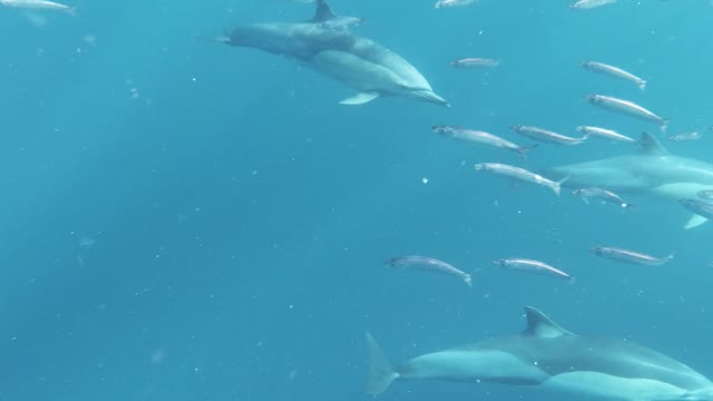 Group of Dolphins Swimming Underwater