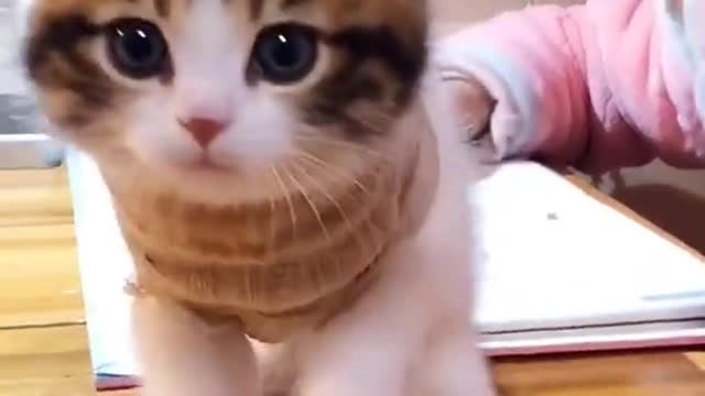 Cute and Funny Cat Videos Compilation 2021_#shorts