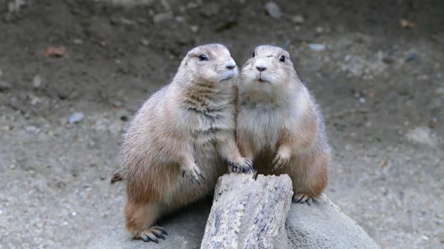 Prairie Dogs Pose for Pictures