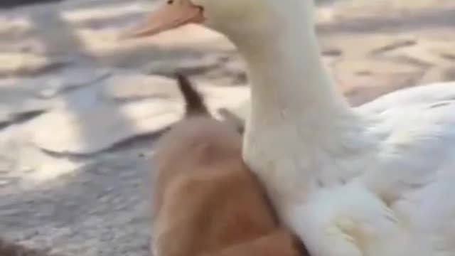 I love you goosey!