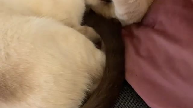 perfect, now even cats have a better love life than me 🥺