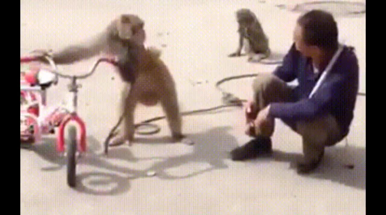 Monkey make fun with man