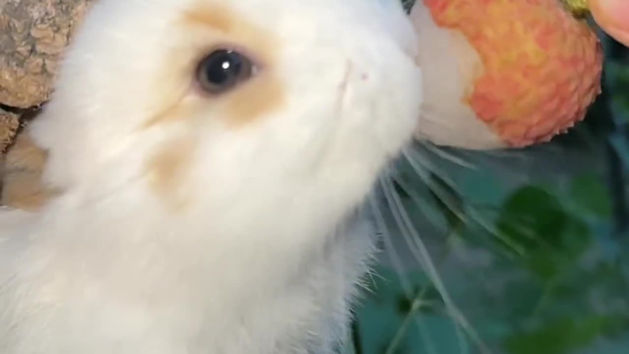 The little bunny eating lychee, that little tongue is so cute