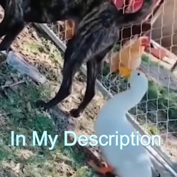 Best Funny Cat Videos - Funniest Cats - Funny Animal Videos - Best Services