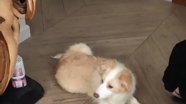 Dogs don't laugh at the same or different, but they can be tolerant of sympathy