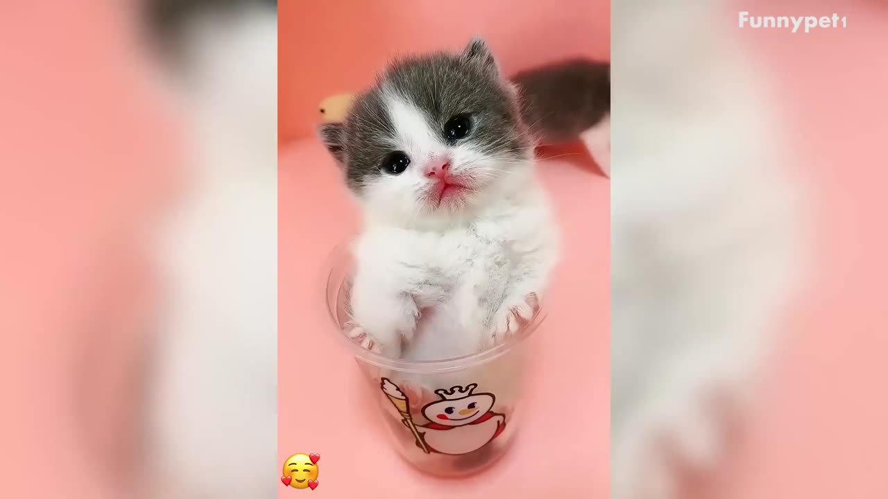 What a Cute Little Cat. Who Doesn’t Like It