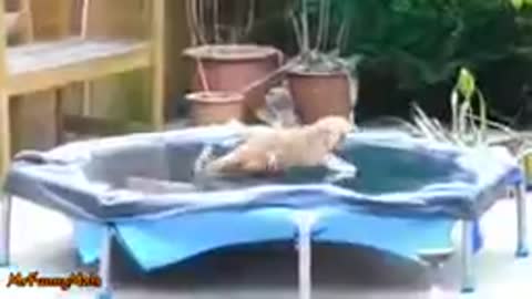 Cat and dog on ice