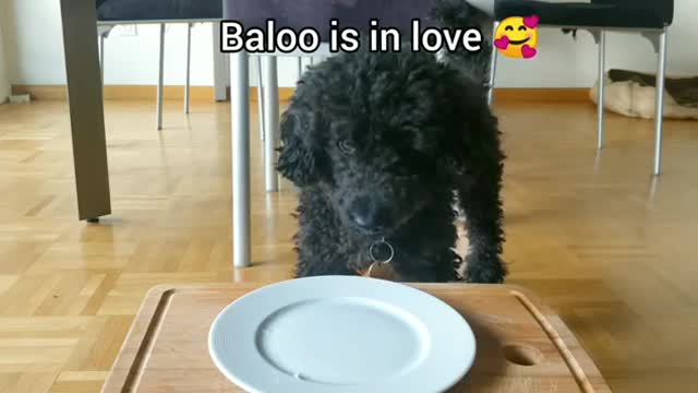 Cute dog eats banana (with funny captions) 🍌