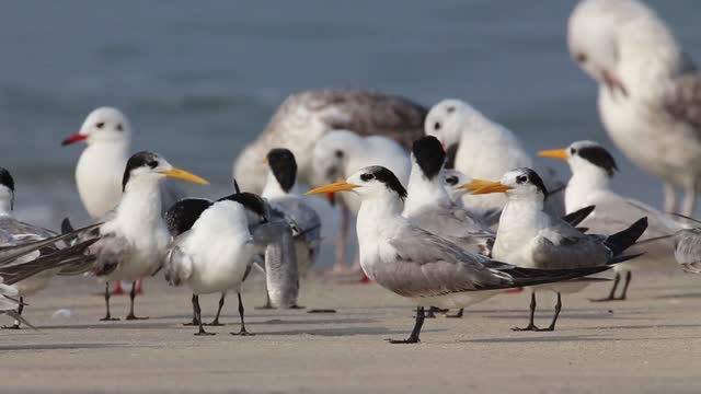 Birds are playing on the beach🏞🏝