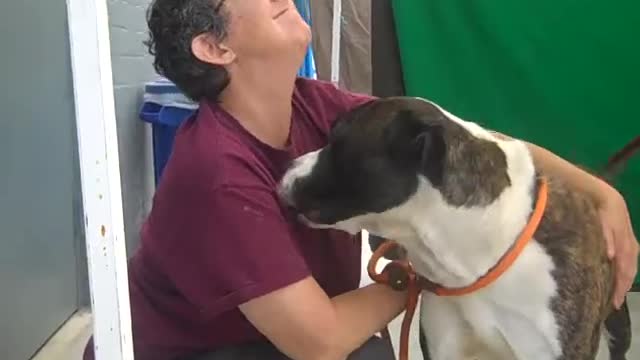 Lovely dog