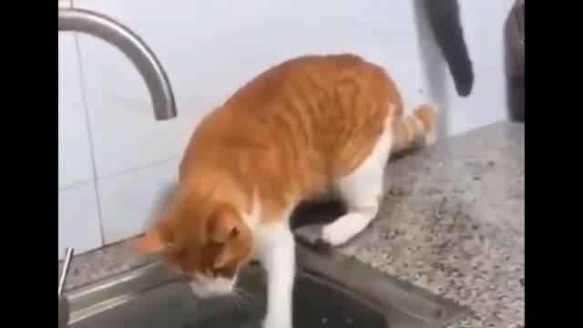 Funniest Cats 😹 - Don't try to hold back Laughter 😂 - Funny Cats Life