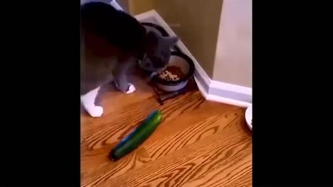 funny cats