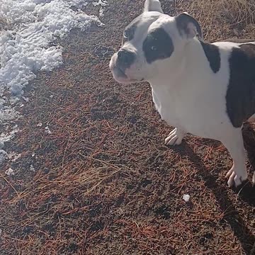 American Bulldog...Lola Rose