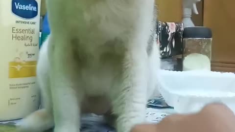 Funny video history of cats.