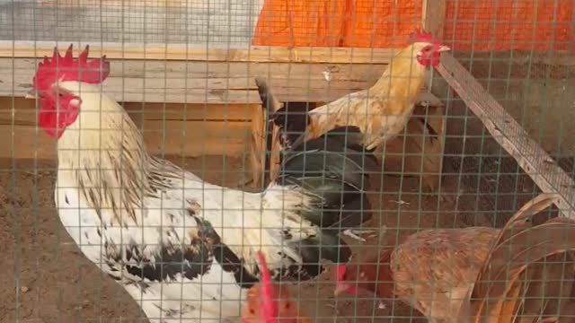 Meet my chickens