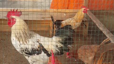 Meet my chickens