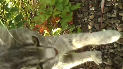 What noise is that cat making?