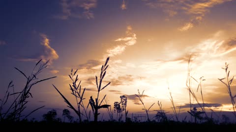 nature background video | footage background