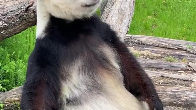 Panda Walking