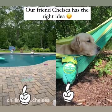 America dogs. 2. Fun. everyday situations. Fun. Exclusive for summer 2021.