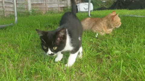 Cute Kittens Like To Play In Garden