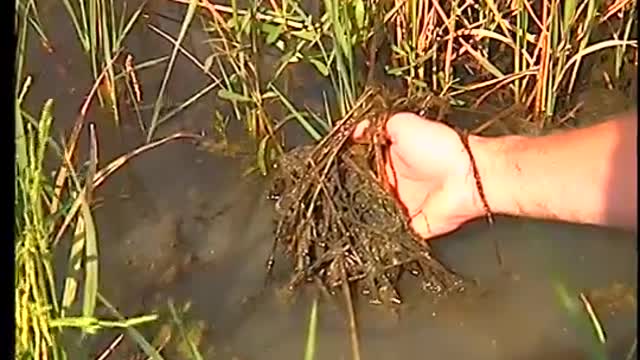 Crawfish Agriculture in the South