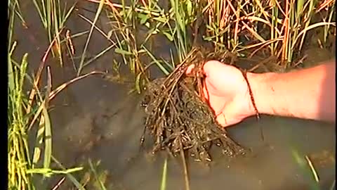 Crawfish Agriculture in the South