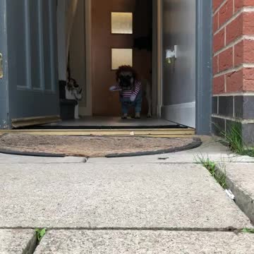 Frenchie dresses up as Chucky