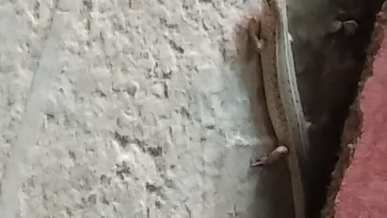 Lizard 🦎