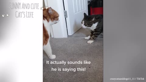 Funny Angry Cats 2022 Watch Until The End! Don't Mess With These Pets Funny