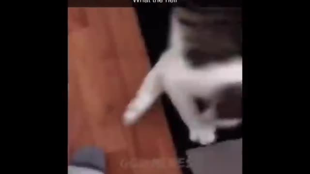 🔔Subscribe to our channel for the funniest and cutest animals!