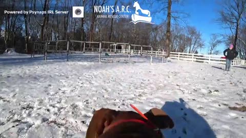 Morning routine at the ARC w/Remy & Friends [1-17-23] // Grab coffee and enjoy the sights & sounds