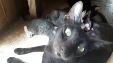 No Tension Babies - Milky Kittens