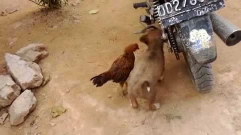 Funny Chicken disturb puppy. Funny video