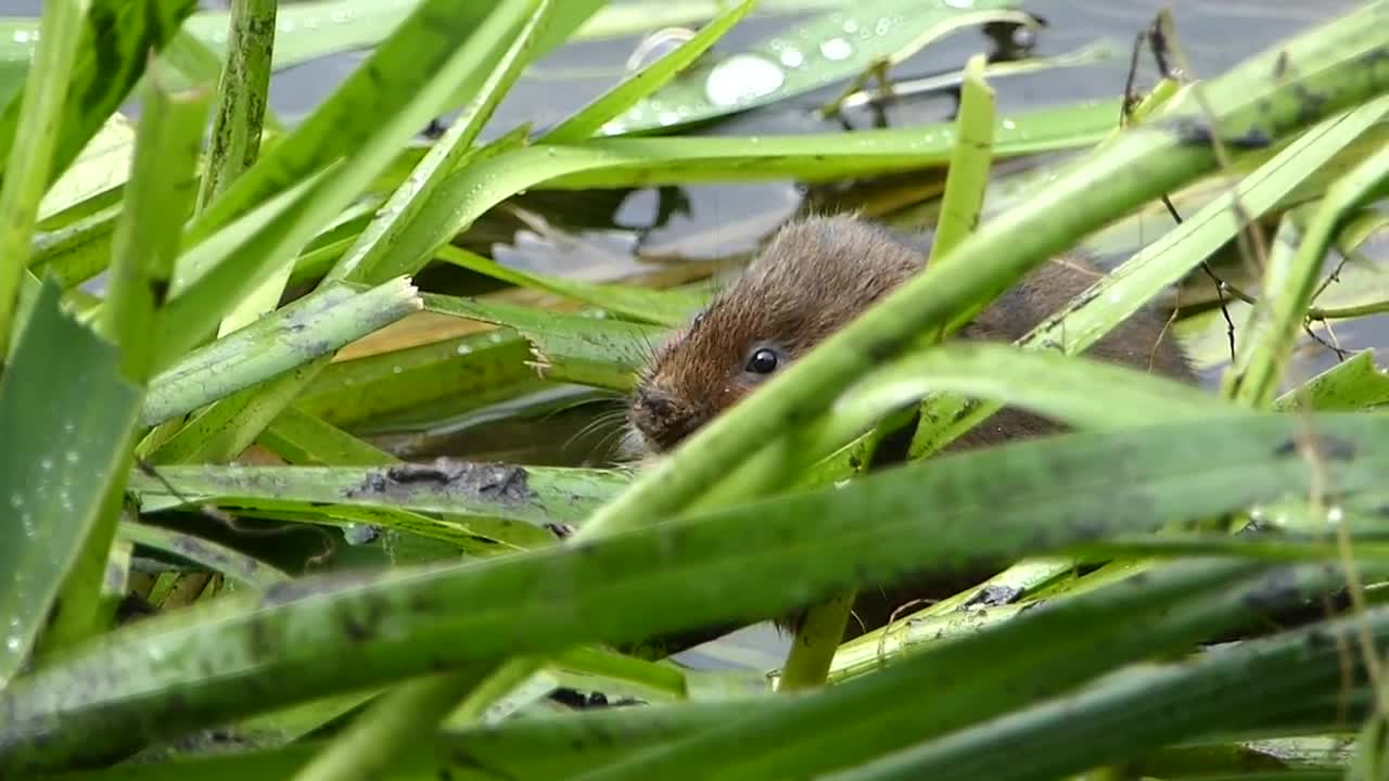 A Baby Water Vole Almost At My Feet!