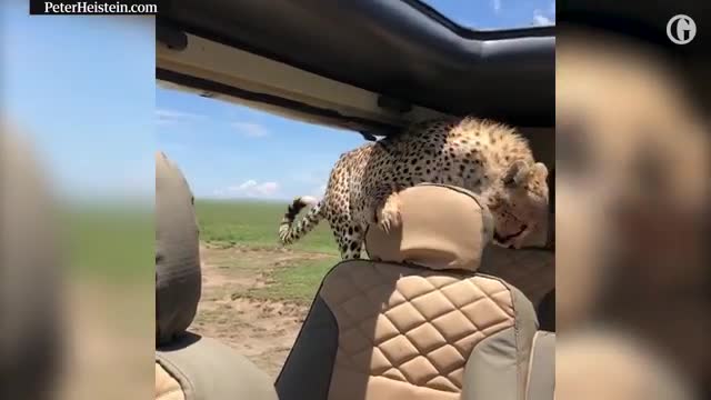 Curious cheetah clambers into safari jeep