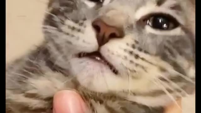 Funny Dogs of TikTok Compilation ~ Cutest Puppies TIK TOK