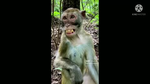 Monky video funny video