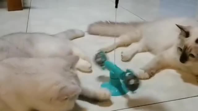 Two cats playing together with one toy