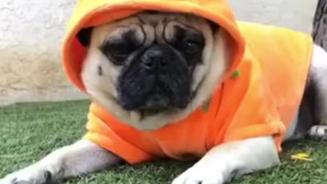 Cute and Funny Dogs Videos Compilation 2021_