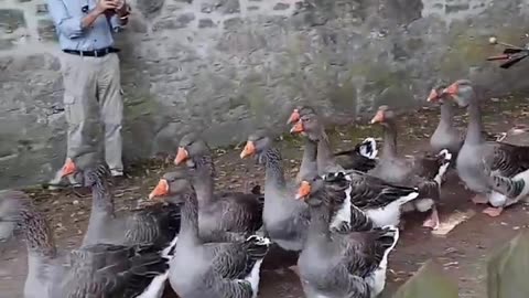 Geese march , funny